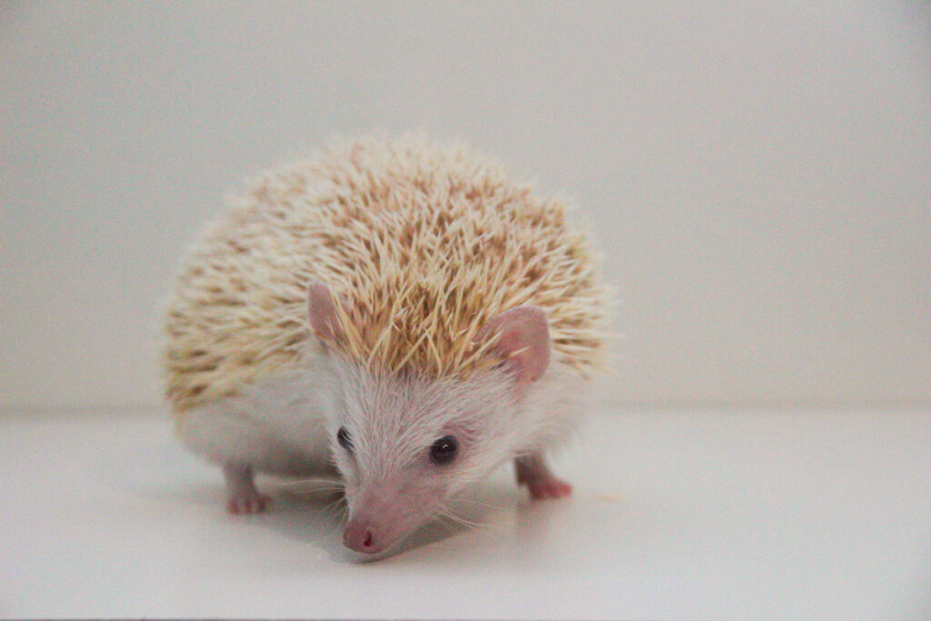Cinnicot
