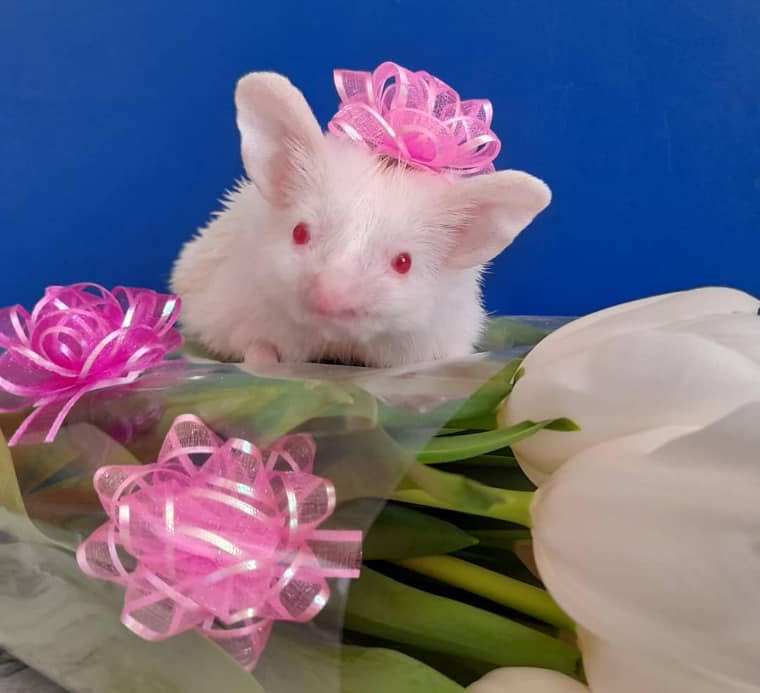 Albino