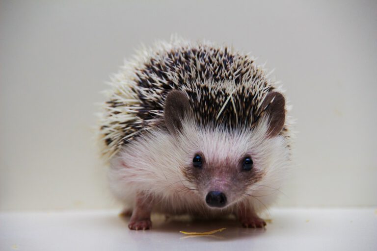 African Pygmy Hedgehog