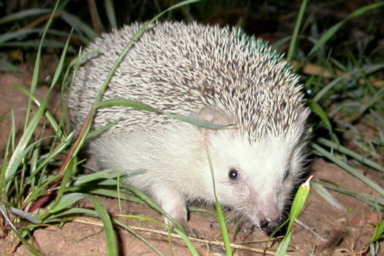 North African Hedgehog