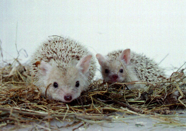 Egyptian Long-eared Hedgehog