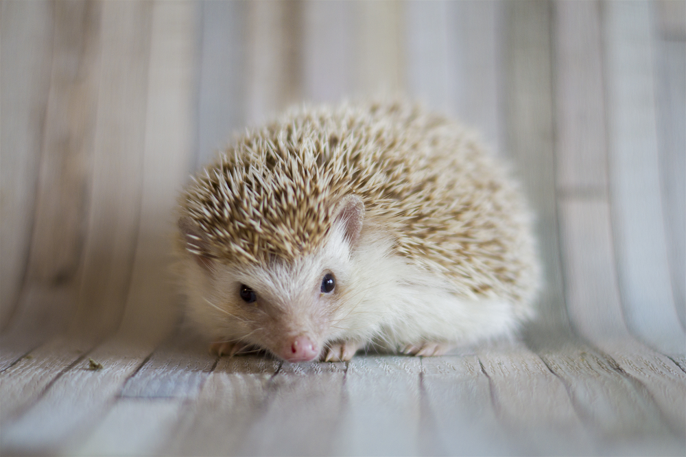Cinnamon