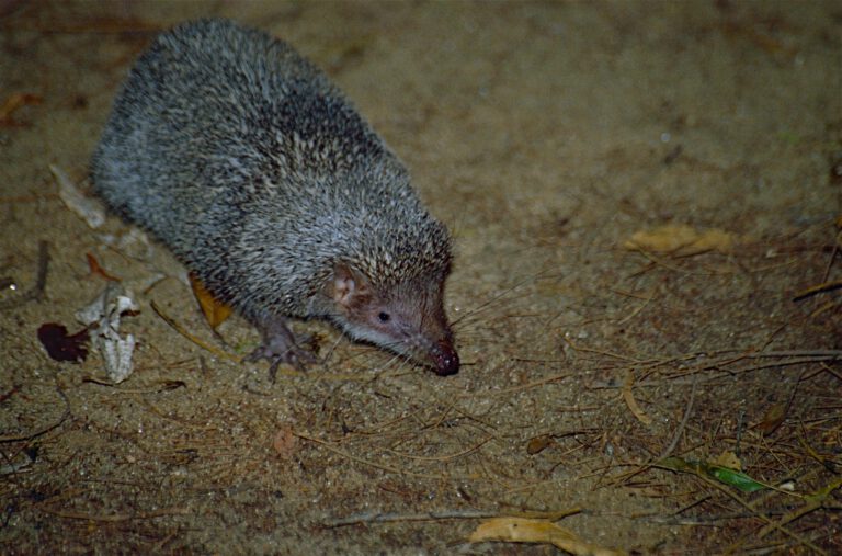 Greater Hedgehog Tenrec