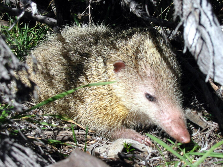 Common Tenrec